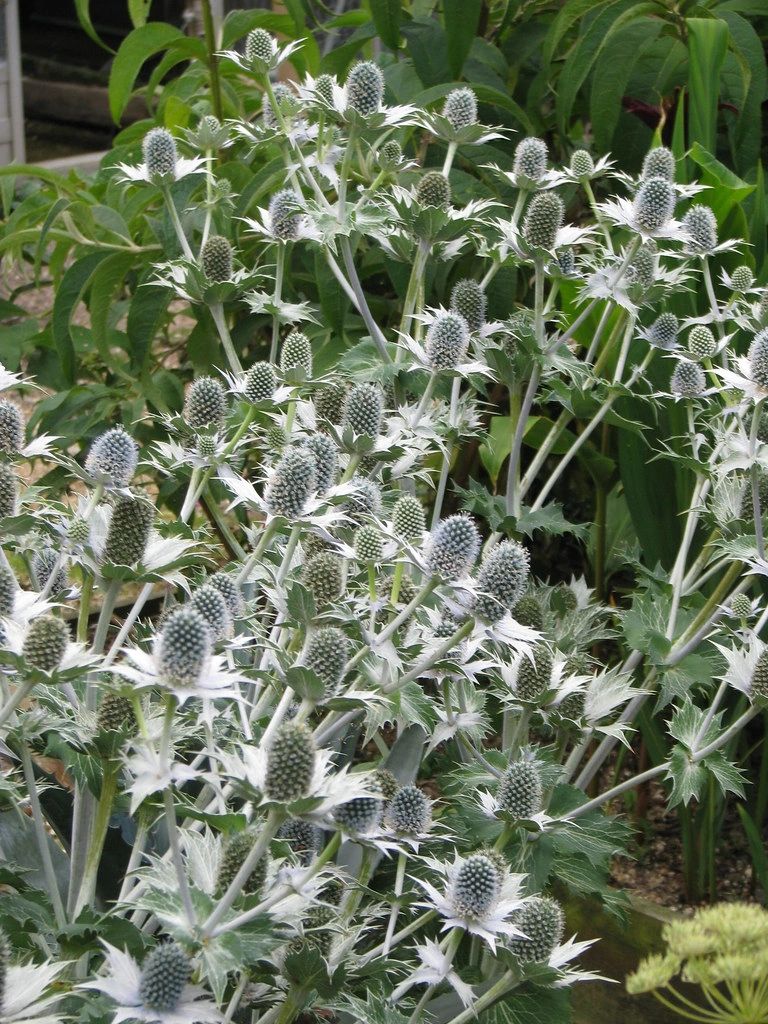 Eryngium giganteum